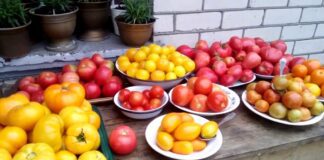 Обираємо правильний сорт помідорів: поради спеціалістів