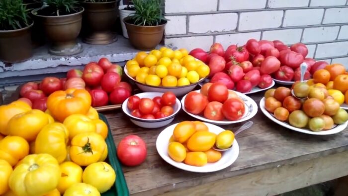 Обираємо правильний сорт помідорів: поради спеціалістів