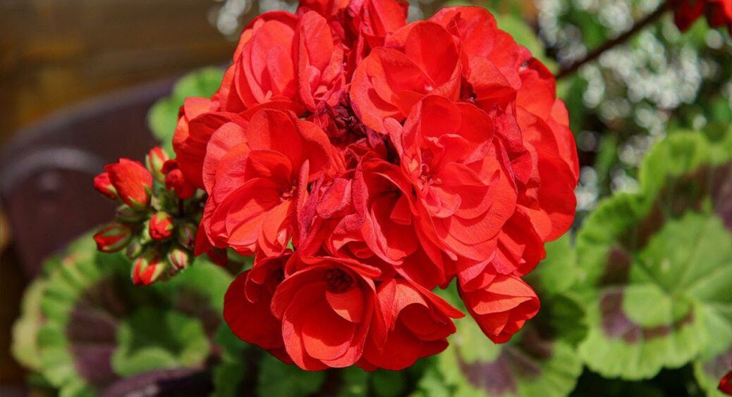 Заради цього сорту герані відмовилася від усіх інших. Ніяка гниль не бере, а квітів скільки! Ваз не вистачає 