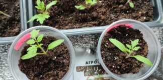 Вибираємо найкраще підживлення для розсади: поради садівників