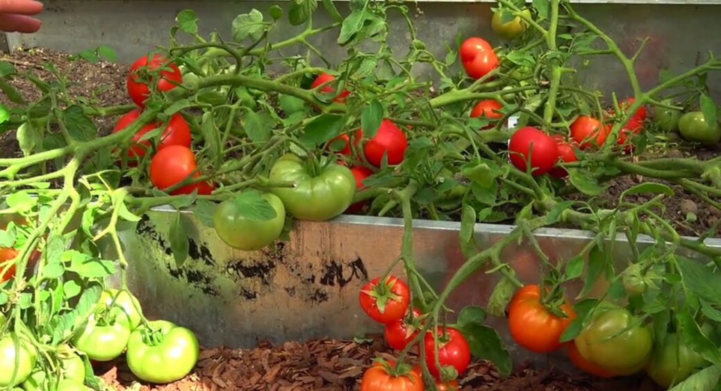 Не дозрівають грона помідорів? Є рішення: зріжте тільки цю гілку куща і все вмить почервоніє на ваших очах 