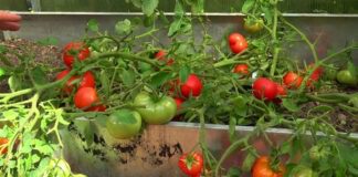 Про що може розповісти томатне листя