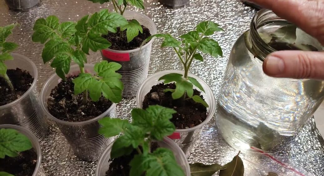 1 ложка на літр води з крана і будь-яка овочева розсада виросте врожайна та стійка. Це “рідка платина” 