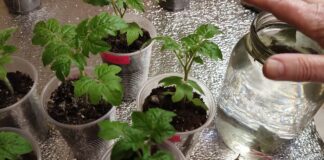 Городник розповів, чим простимулювати ріст овочевої розсади