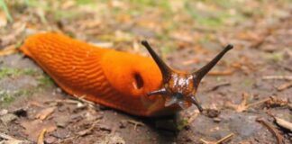 Експерти назвали найдієвіші методи боротьби зі слимаками