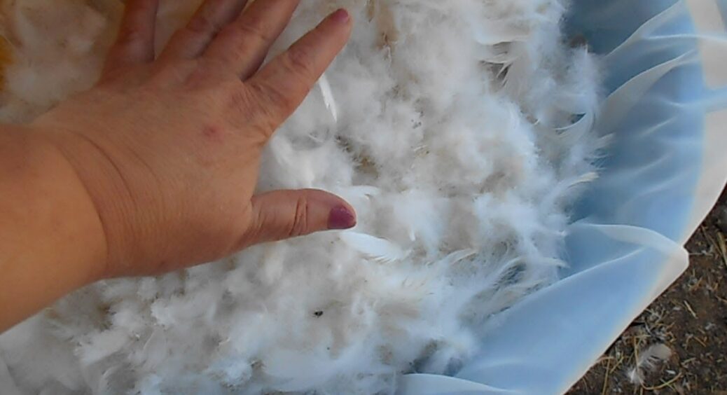 Сусіди з мене сміялися, а тепер і самі так роблять: розкидаю старі подушки по городу. Врожай КАМАЗами збираю 