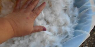 Городники радять удобрювати ґрунт пташиним пером