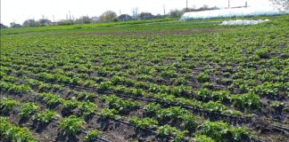 Садівники назвали головні вимоги при посадці картоплі