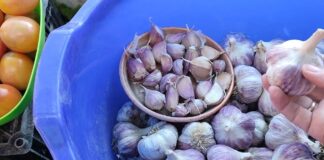 Садівники назвали найкращі методи вирощування часнику