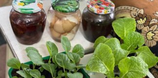 Городники назвали найкращі методи догляду за капустою