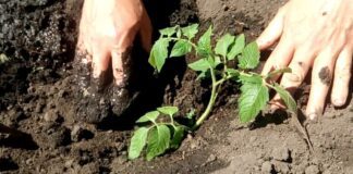 Що додати до ґрунту, щоб він був поживним