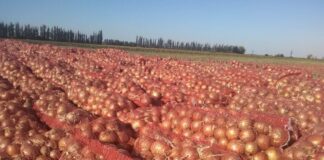 Експерти розповіли, як продовжити свіжість цибулі після збору врожаю