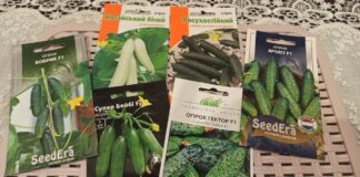 Садівники назвали найкращі сорти огірків для засолювання