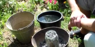 Садівники назвали найкраще мінеральне добриво для потужної розсади