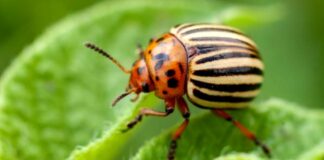 Експерти розповіли чому саме у вересні слід виводити колорадського жука