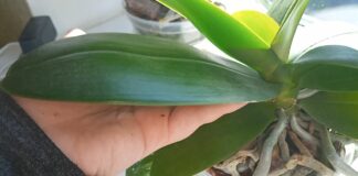 Садівники розповіли, як простимулювати орхідею до вибросу квітконосів