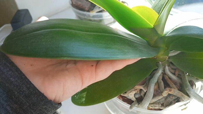 Порада експертів: як обрати правильний горщик для орхідеї
