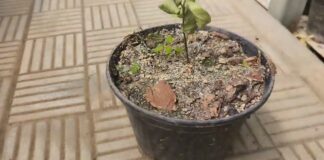 Експерти розповіли, як розпізнати, що рослинам не вистачає азоту