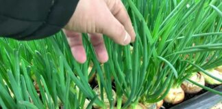 Підживлюємо цибулю правильно: поради спеціалістів