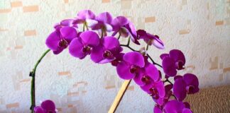 Порада експертів: як обрати правильний горщик для орхідеї