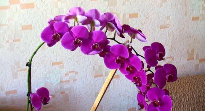 Орхідея покрилася десятками бутонів: змінила горщик і насолоджуюсь цвітінням. Моє підвіконня – найгарніше 