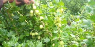 Обрізаємо аґрус правильно: поради спеціалістів