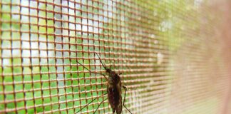 Як захиститись від комарів влітку