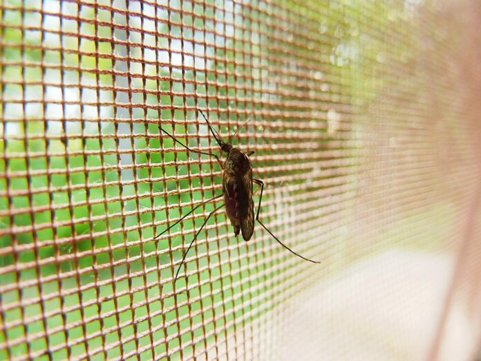 Як захиститись від комарів влітку