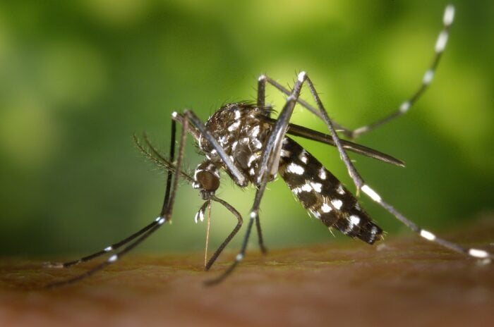 Експерти розповіли, як захиститись від комарів без спреїв та інших спеціальних засобів