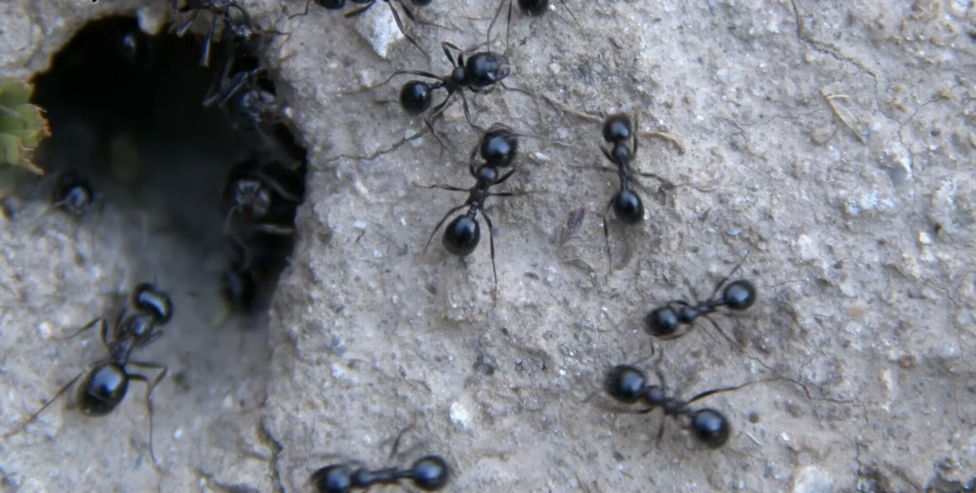 Як позбутися попелиць та мурах: простий спосіб