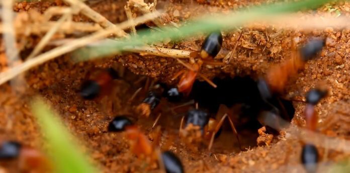 Як швидко та ефективно позбутися мурах вдома 