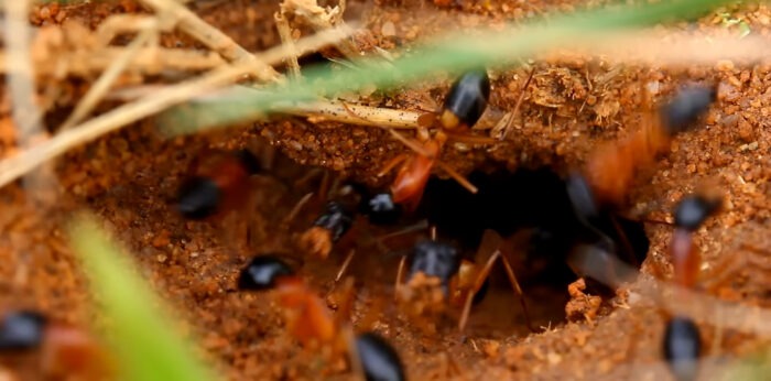 Садові мурахи назавжди підуть з вашого городу, якщо зробити це