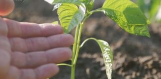 Експерти розповіли, як ефективно підживити томати на городі