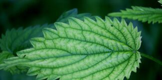 Городники розповіли, як підживити перець кропивою