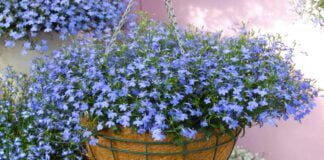 Експерти назвали найкращі однорічники для присадибної ділянки