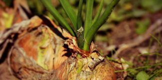 Як правильно обрізати цибулю