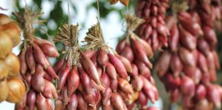 Городники відкрили секрет вирощування великої цибулі