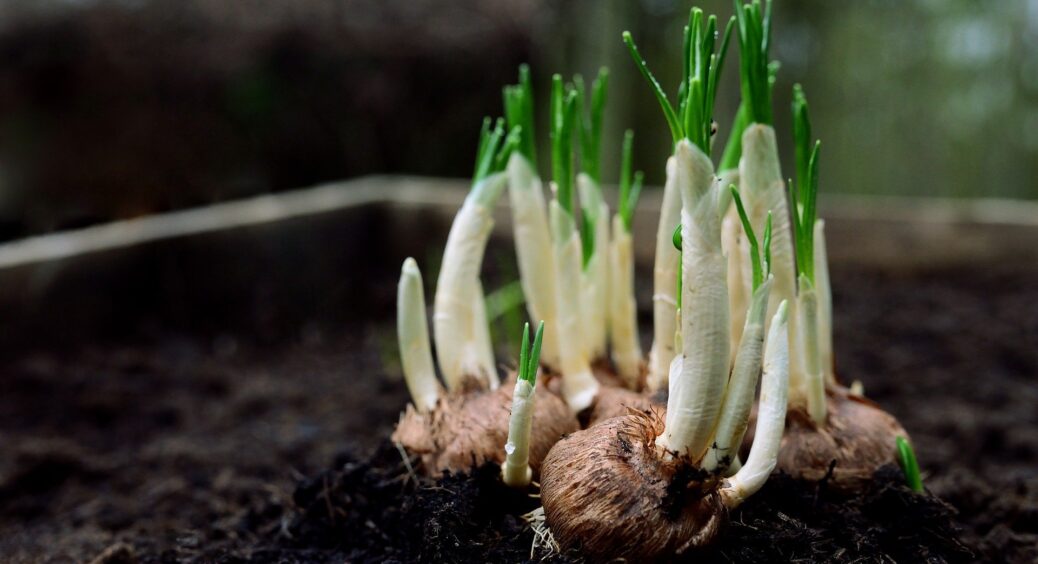 Раніше використовувала цей засіб лише в аптечці, а тепер на городі: як підживити цибулю нашатирним спиртом 