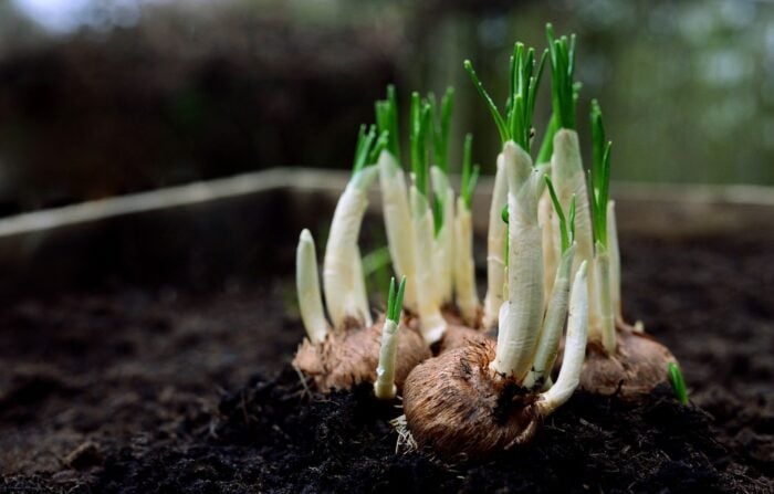 Експерти назвали головні причини, чому цибуля на городі може виростати дрібною та гіркою