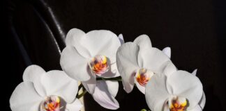 Як та чим краще підживити орхідеї вдома