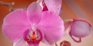 Як поливати орхідею