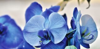 Чим полити орхідеї, щоб вони рясно цвіли