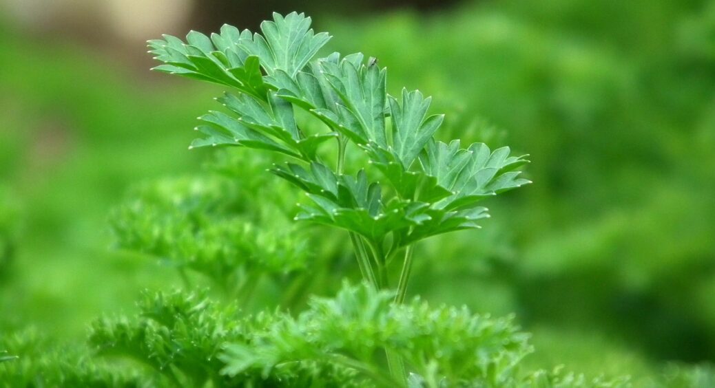 Почула в черзі на базарі. Хитрий спосіб посіву петрушки у відкритий ґрунт: перший врожай вже через 7 днів 