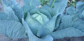 Експерти розповіли, як створити грядку капусти у пляшках без бруду та турбот