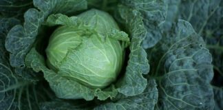 Як боротися з шкідниками капусти
