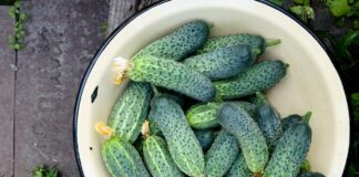Обираємо найкращі сорти огірків: поради спеціалістів
