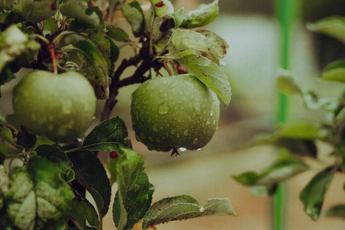 Золоті правила підживлення фруктових дерев від садівників