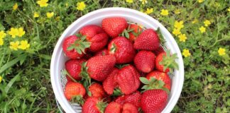 Дачники розповіли про найкращий сорт полуниці 