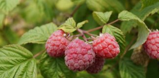 Городники назвали найкраще підживлення для малини