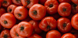 Як виростити міцну розсаду томатів з потужними стеблами: порада експертів